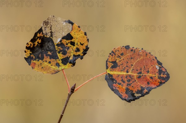 Leaves of an aspen (Populus tremula) in autumn, Goldenstedt, Lower Saxony, Germany