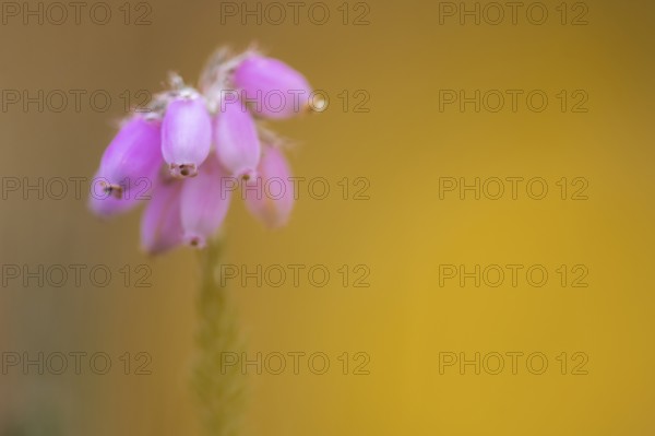 Bell heather (Erica tetralix) in the moor, Hahnenmoor, Herzlake, Lower Saxony, Germany