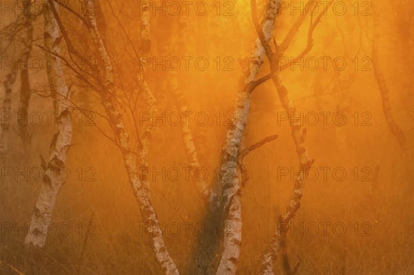 Birches (Betula) in the fog at dawn in the Molberger Dose, moor, raised bog, Molbergen, Lower Saxony, Germany