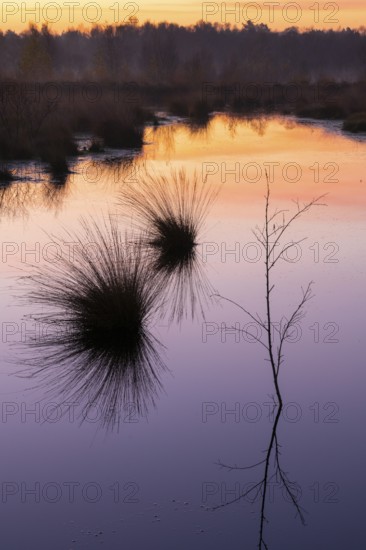 Birch (Betula) reflected in the water at dawn in the Molberger Dose, Hochmoor, Molbergen, Lower Saxony, Germany