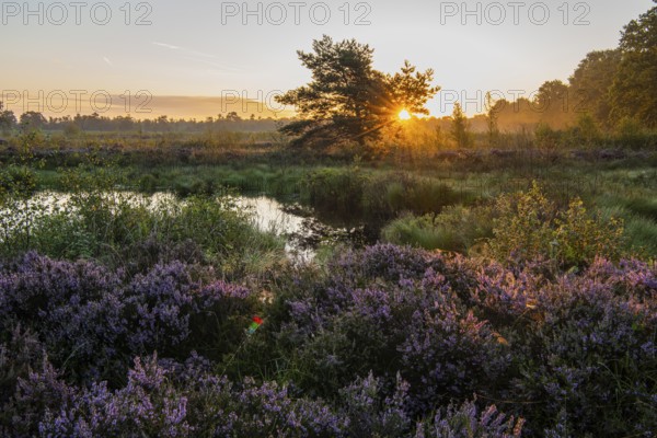 Sunrise in Venner Moor at heather blossom in late summer, Neuenkirchen-Vörden, Lower Saxony, Germany