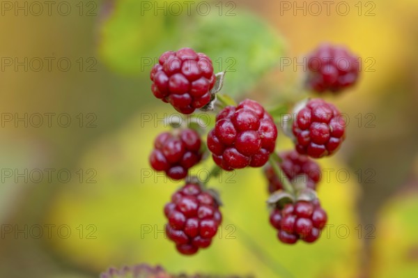 Blackberries (Rubus sect. Rubus), Goldenstedt, Lower Saxony, Germany