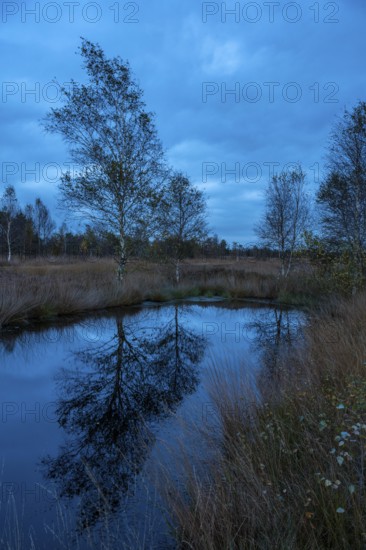 Birch in Hahnenmoor at the blue hour, Hahnenmoor, Herzlake, Lower Saxony, Germany