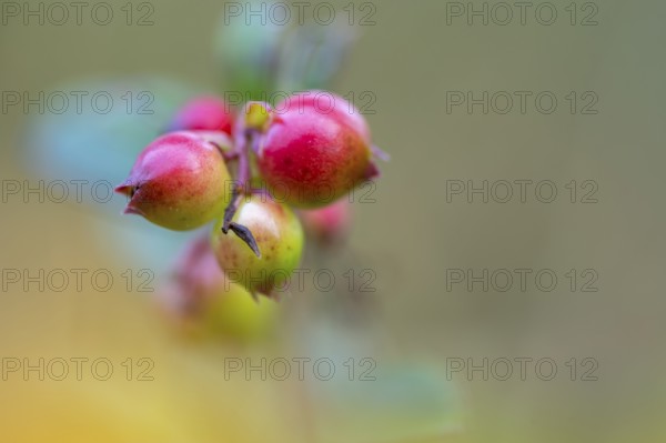 Lingonberry (Vaccinium vitis-idaea), Goldenstedt, Lower Saxony, Germany