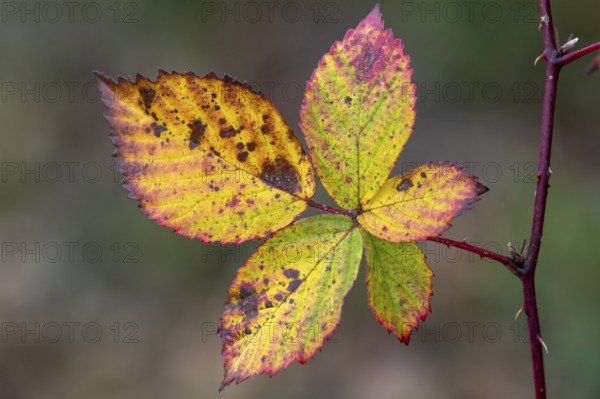 Autumn-coloured leaves of the blackberry (Rubus sect. Rubus), Goldenstedt, Lower Saxony, Germany