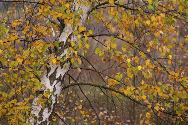 Autumnal birch (Betula) with coloured leaves in the moor, Molberger Dose, Molbergen, Lower Saxony, Germany