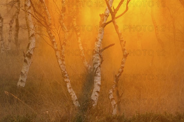 Daybreak in the Molberger Dose, moor, Molbergen, Lower Saxony, Germany