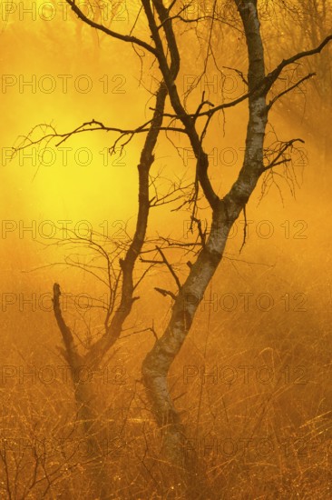 Birches (Betula) in the fog at dawn in the Molberger Dose, moor, raised bog, Molbergen, Lower Saxony, Germany
