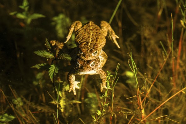Two natterjack toads (Bufo calamita) mating in the water surrounded by plants, Dümmer nature park Park, Lower Saxony, Germany