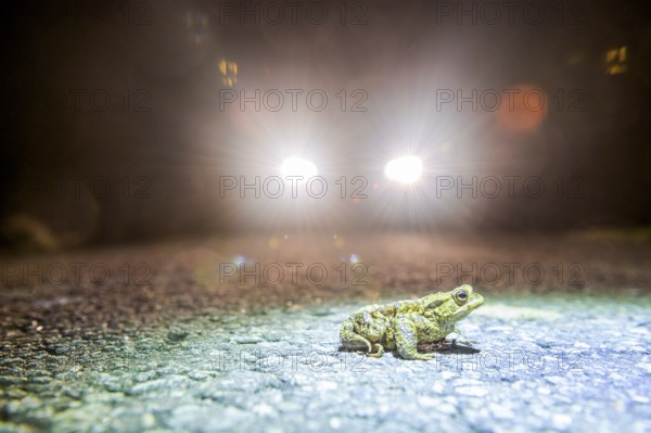 Common toad (Bufo Bufo) during toad migration at night in the spotlight, Dümmerniederung, Diepholz district, Lower Saxony, Germany