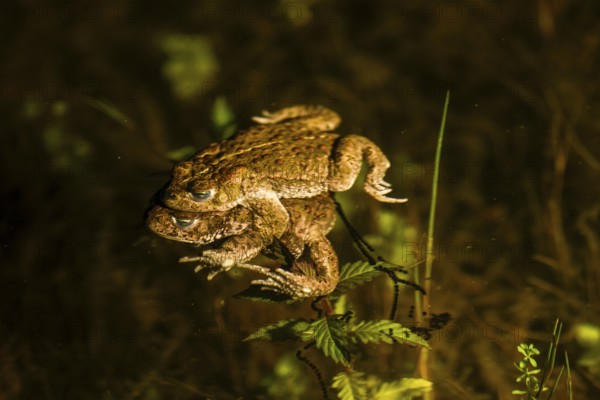 Two natterjack toads (Bufo calamita) mating in the water surrounded by plants, the female dragging a long spawning string behind her and attaching her eggs to aquatic plants, Dümmer nature park Park, Lower Saxony, Germany
