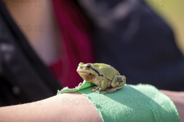 Small green tree frog (Hyla arborea) sitting on an arm, close-up, Lower Saxony, Germany
