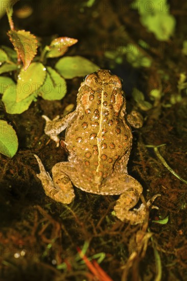 A natterjack toad (Bufo calamita) running in top view with its characteristic dorsal pattern, Dümmer nature park Park, Lower Saxony, Germany