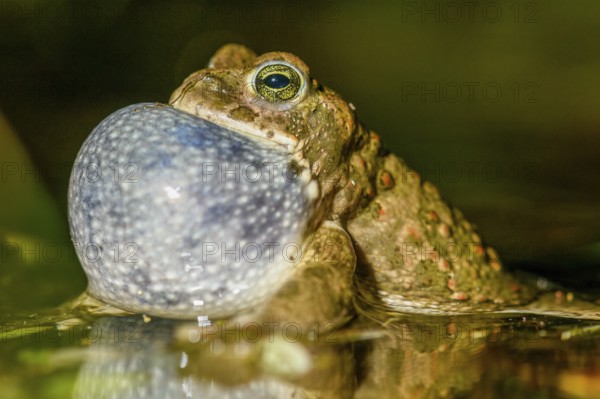 Portrait of a natterjack toad (Bufo calamita) calling during courtship and reflected with its sound bubble in its spawning water, Dümmer nature park Park, Lower Saxony, Germany