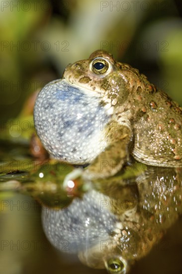 Portrait of a natterjack toad (Bufo calamita) calling during courtship and reflected with its sound bubble in its spawning water, Dümmer nature park Park, Lower Saxony, Germany