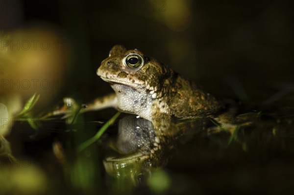 Natterjack toad (Bufo calamita) reflected in its spawning waters, Dümmer nature park Park, Lower Saxony, Germany
