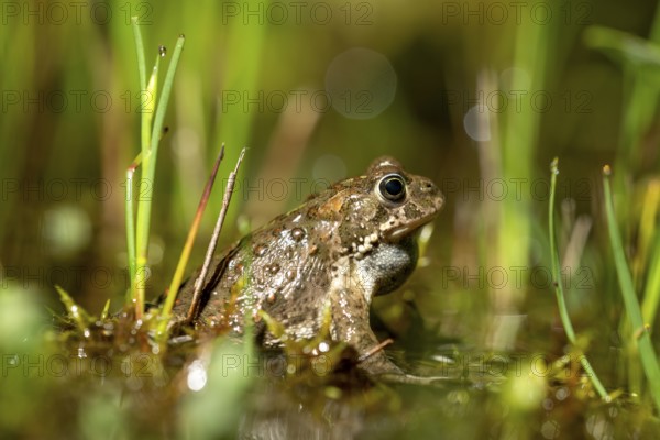 A natterjack toad (Bufo calamita) sits between marsh plants in its spawning water during courtship, Dümmer nature park Park, Lower Saxony, Germany