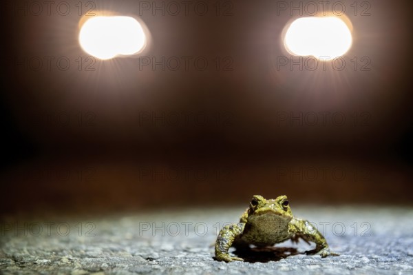 Common toad (Bufo Bufo) looking into the camera during the toad migration at night in the spotlight, Dümmerniederung, Diepholz district, Lower Saxony, Germany