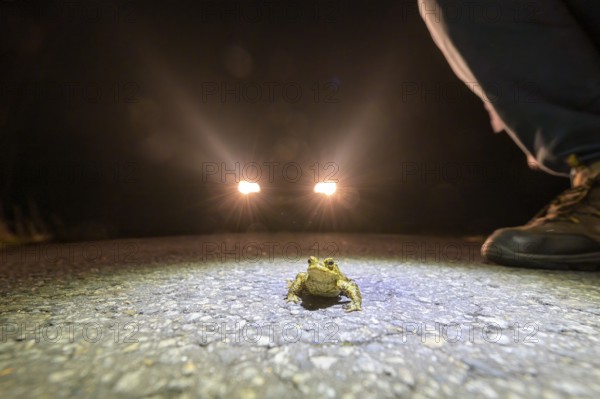 Common toad (Bufo Bufo) and shoes of a toad helper on a road at night, illuminated by car headlights, asphalt in the foreground during toad migration at night in headlights, Dümmerniederung, district of Diepholz, Lower Saxony, Germany