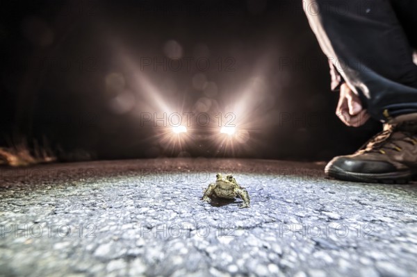 Common toad (Bufo Bufo) and man on a road at night, illuminated by car headlights, asphalt in the foreground during toad migration at night in headlights, Dümmerniederung, district of Diepholz, Lower Saxony, Germany