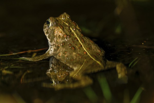 A natterjack toad (Bufo calamita) is reflected on the water surface in its spawning water with its characteristic dorsal pattern, Dümmer nature park Park, Lower Saxony, Germany