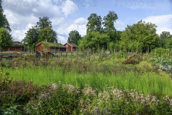Lush garden with flowers and plants surrounded by rustic wooden houses with the birthplace of botanist and founder of the binary nomenclature Carl von Linné in the background, Linnés Råshult, Älmhult, Kronobergs län, Småland, Sweden