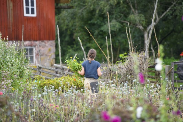 Woman in the cottage garden of a red country house surrounded by lush plants in a summery atmosphere, at the birthplace of botanist and founder of the binary nomenclature Carl von Linné, Linnés Råshult, Älmhult, Kronobergs län, Småland, Sweden