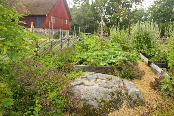 Lush garden with vegetable beds and plants, next to a red wooden house in the cottage garden of the birthplace of botanist and founder of the binary nomenclature Carl von Linné, Linnés Råshult, Älmhult, Kronobergs län, Småland, Sweden