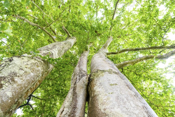 View upwards into the treetops of several large beech trees (Fagus sylvatica) in the greenery, Linnés Råshult, Älmhult, Kronobergs län, Småland, Sweden