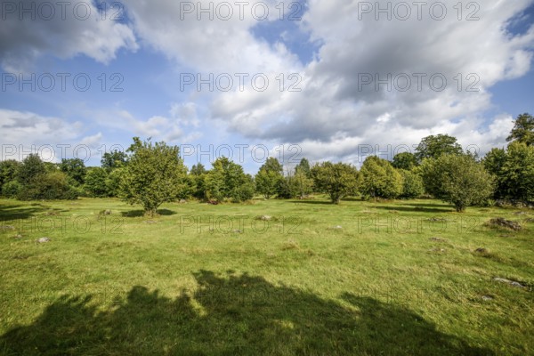 Wide green meadow with scattered trees under a cloudy sky, hude landscape Hude landscape at the birthplace of botanist and founder of the binary nomenclature Carl von Linné, Linnés Råshult, Älmhult, Kronobergs län, Småland, Sweden