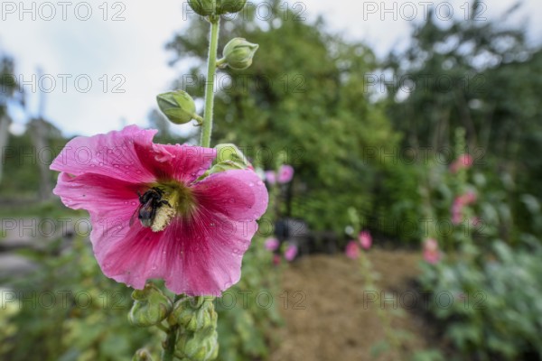 Large pink Common hollyhock (Alcea rosea) with a bumblebee surrounded by green leaves and water droplets in the cottage garden of the birthplace of the botanist and founder of binary nomenclature Carl von Linné, Linnés Råshult, Älmhult, Kronobergs län, Småland, Sweden