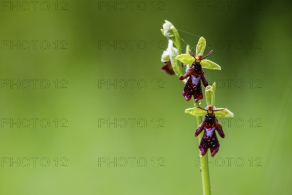 Close-up of a fly orchid (Ophrys insectifera) with insect-like appearance in vivid green, Osnabrücker Land, Lower Saxony, Germany