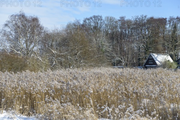 Snowy house with reeds and wintry forest in the background, snowy landscape with Lembruch hut, Diepholz district, Lower Saxony, Germany