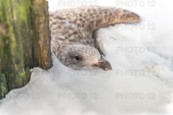 Young gull Herring Gull (Larus argentatus) frozen in the ice of Lake Dümmer in winter and radiating calm, close-up of a bird in the snow, stuck under a log, Lembruch, district of Diepholz, Lower Saxony, Germany
