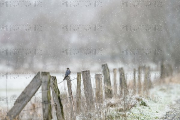 A Merlin (Falco columbarius) sitting on a snow-covered fence in a cold winter landscape, Dümmer nature park Park, Lower Saxony, Germany