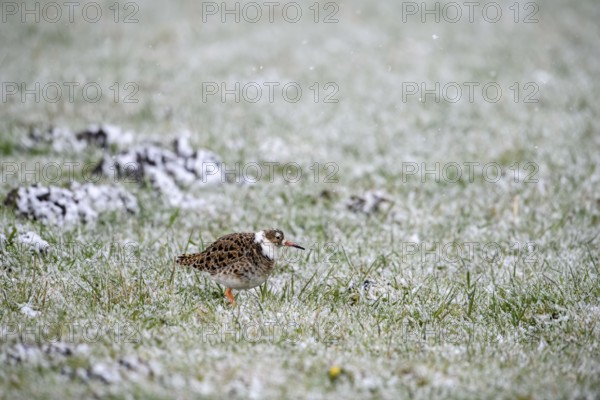 A ruff (Calidris pugnax) stands on snow-covered ground in a quiet winter landscape, Dümmer nature park Park, Lower Saxony, Germany