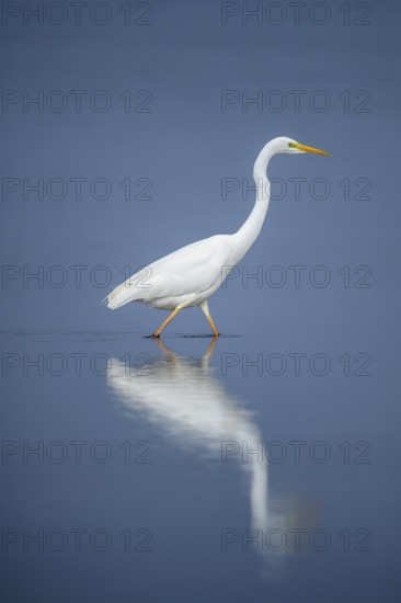 White egret (Egretta alba) wading through still blue water, its majestic reflection clearly visible, Dümmer nature park Park, Lower Saxony, Germany