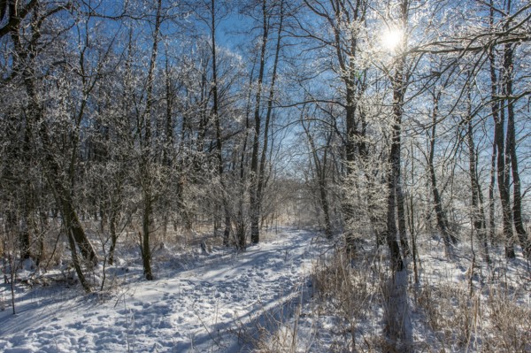 Snowy forest trail on hiking car park with sunlit, icy branches and footprints in the snow, Hüde, Dümmer nature park Park, Lower Saxony, Germany