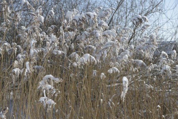 Snow-covered reeds in winter, radiate peace and cold, snow-covered reeds in a wintry landscape, Lembruch, Diepholz district, Lower Saxony, Germany