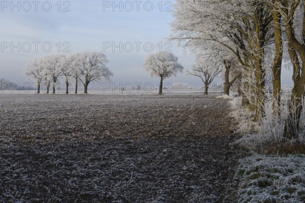 Frosty winter landscape with trees lining the horizon, Dümmer nature park Park, Lower Saxony, Germany