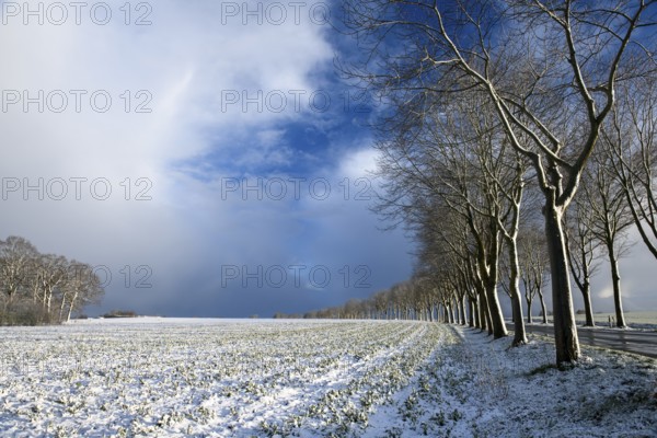 Winter landscape with snow and trees under a partly cloudy sky, Dümmerlohausen, Dümmer nature park Park, Lower Saxony, Germany