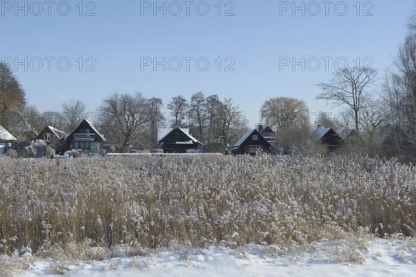 Several weekend houses holiday homes in a snowy village on Dümmer See with reeds in the foreground, Lembruch, Diepholz district, Lower Saxony, Germany
