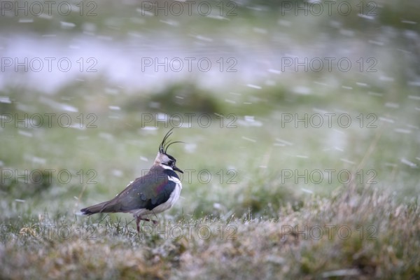 A lapwing (Vanellus vanellus) stands on snow-covered ground in a quiet winter landscape, Dümmer nature park Park, Lower Saxony, Germany