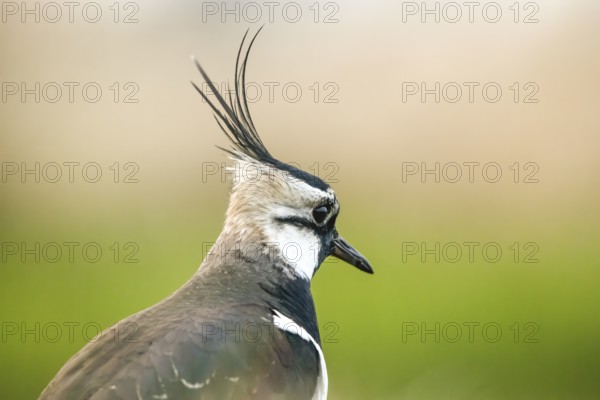 Close-up of a lapwing (Vanellus vanellus) with distinctive feather crest and soft colours, Dümmer nature park Park, Lower Saxony, Germany