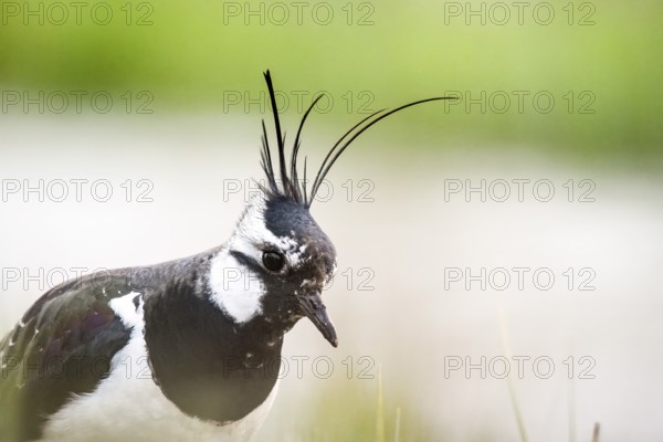 Close-up of a lapwing (Vanellus vanellus), its feathers are visible in detail, Dümmer nature park Park, Lower Saxony, Germany