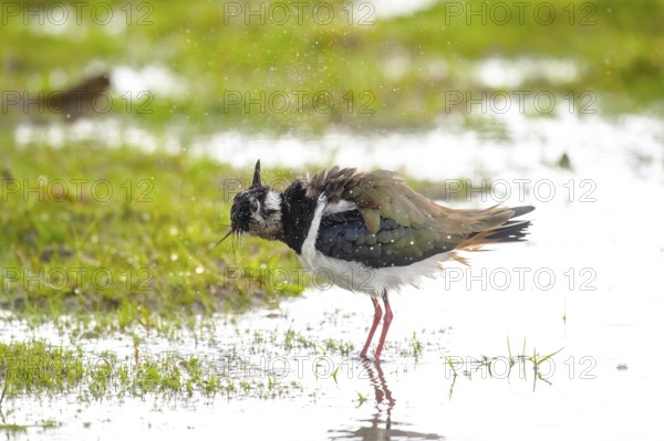 A lapwing (Vanellus vanellus) stands on a damp meadow and shakes water off its feathers, Dümmer nature park Park, Lower Saxony, Germany