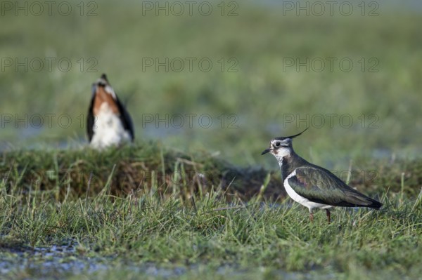 Two lapwings (Vanellus vanellus) during courtship on a green meadow, one in the foreground and one in the background calling for mating, Dümmer nature park Park, Lower Saxony, Germany