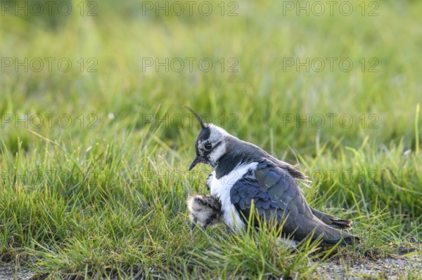 A lapwing (Vanellus vanellus) protects its chick in downy plumage in the tall grass of a wet meadow, Dümmer nature park Park, Lower Saxony, Germany