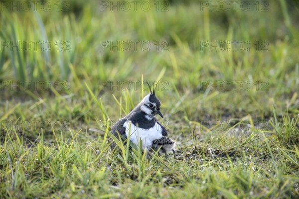 Lapwing (Vanellus vanellus) protects chick down young in the grass, care in nature, Dümmer nature park Park, Lower Saxony, Germany