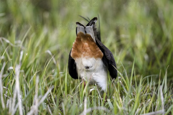 Female lapwing (Vanellus vanellus) showing its readiness to mate during mating, back feathers clearly visible, Dümmer nature park Park, Lower Saxony, Germany